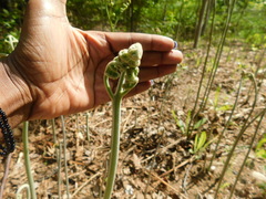 Pteridium aquilinum image