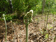 Pteridium aquilinum image