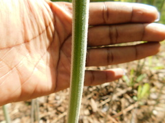 Pteridium aquilinum image