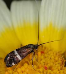 Adela paludicolella