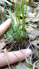 Carex pensylvanica