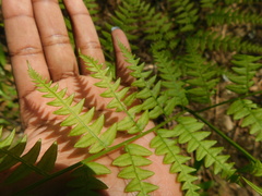 Pteridium aquilinum image