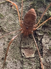 Leiobunum ventricosum