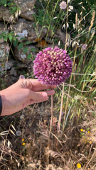 Allium ampeloprasum