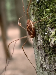 Leiobunum ventricosum