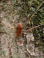 Leiobunum ventricosum