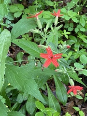 Silene virginica