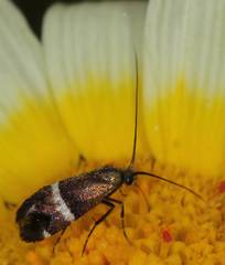 Adela paludicolella