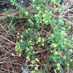 Galium californicum