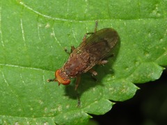 Suillia affinis