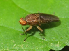 Suillia affinis