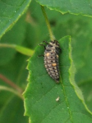Adalia bipunctata