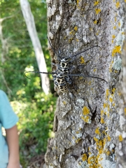 Plectrodera scalator