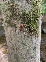 Leiobunum ventricosum