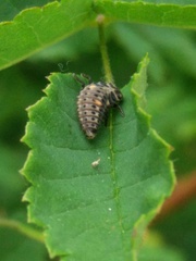 Adalia bipunctata