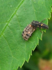 Adalia bipunctata