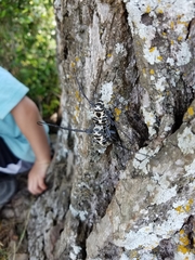 Plectrodera scalator