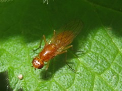 Psila fimetaria