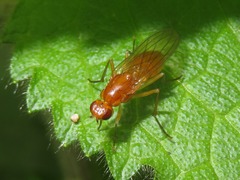 Psila fimetaria