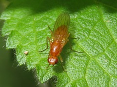 Psila fimetaria