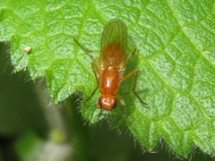 Psila fimetaria