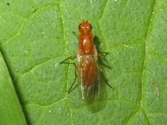 Psila fimetaria