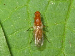 Psila fimetaria