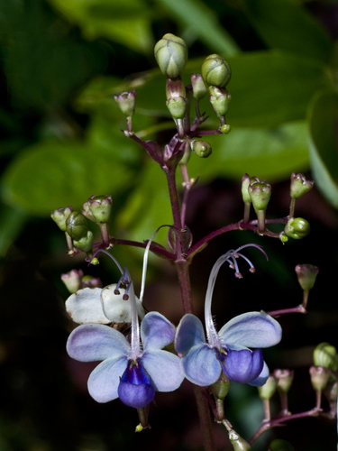 Rotheca myricoides observed 2010-07-02