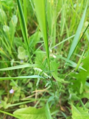 Tettigonia viridissima
