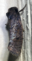 Acrolophinae