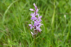 Dactylorhiza saccifera