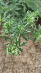 Potentilla argentea