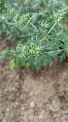Potentilla argentea