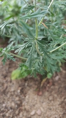 Potentilla argentea