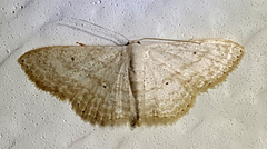 Scopula benitaria