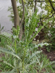 Cirsium arvense