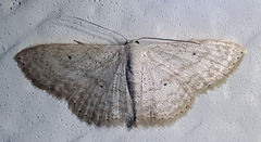 Scopula benitaria