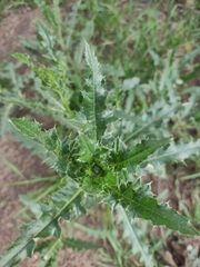 Cirsium arvense