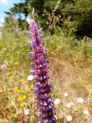 Nepeta tuberosa