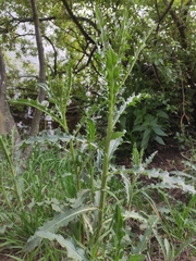 Cirsium arvense