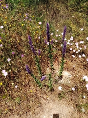 Nepeta tuberosa