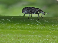 Stenopterapion meliloti