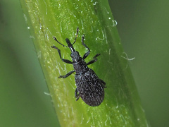 Stenopterapion meliloti