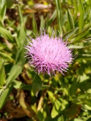 Cheirolophus sempervirens