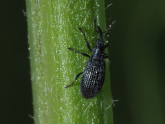 Stenopterapion meliloti