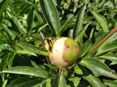 Polistes bucharensis