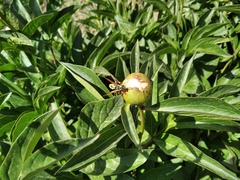 Polistes bucharensis
