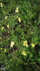 Potentilla recta