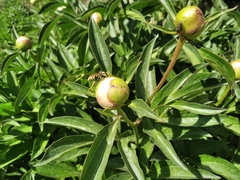 Polistes bucharensis