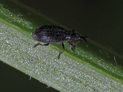 Stenopterapion meliloti